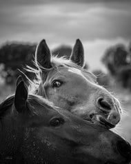 Eyes are Untamed Poets