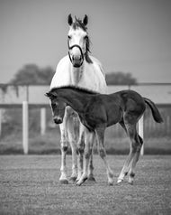 Unwavering Composure