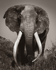 Craig - The living Legend