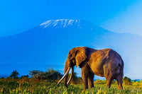 Wildlife