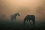 Silent Serenade