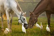 Companions