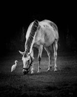 Divine Elegance