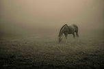 Grazing in Silence