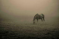 Grazing in Silence
