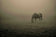 Grazing in Silence