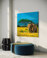 Grace in Herd