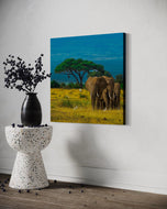 Grace in Herd