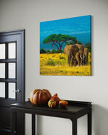 Grace in Herd