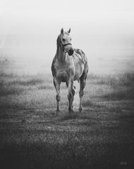Graceful Grey