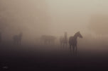 Mystic Memories