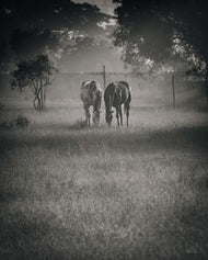Steadfast Souls