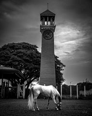 Timeless Splendour