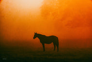 Regal Presence