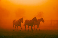 The Three Musketeers