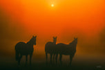 Trio