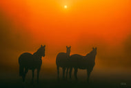 Trio