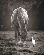 Wings and Hooves