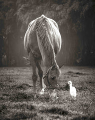Wings and Hooves