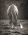 Wings and Hooves