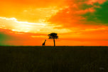 Beneath the Burning Sky