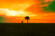 Beneath the Burning Sky