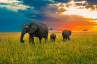 When Giants Walk Beneath Painted Skies