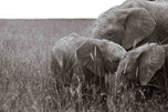 Silent Bonds