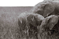 Silent Bonds