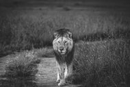 Lorkulup - The Legendary Lion of Masai Mara