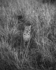 Luluka - The celebrity Leopardess