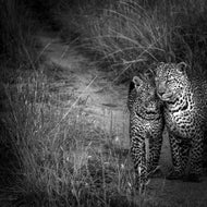 Legacy in Silence