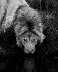 King's Gaze