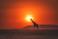 Silhouettes of Solitude