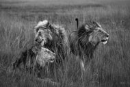 Wild blood, Sacred Bond