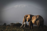 Super Tusker - Craig