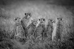 Among Them, a Witness