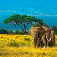 Grace in Herd