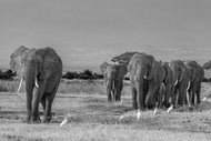 March of the Monarchs
